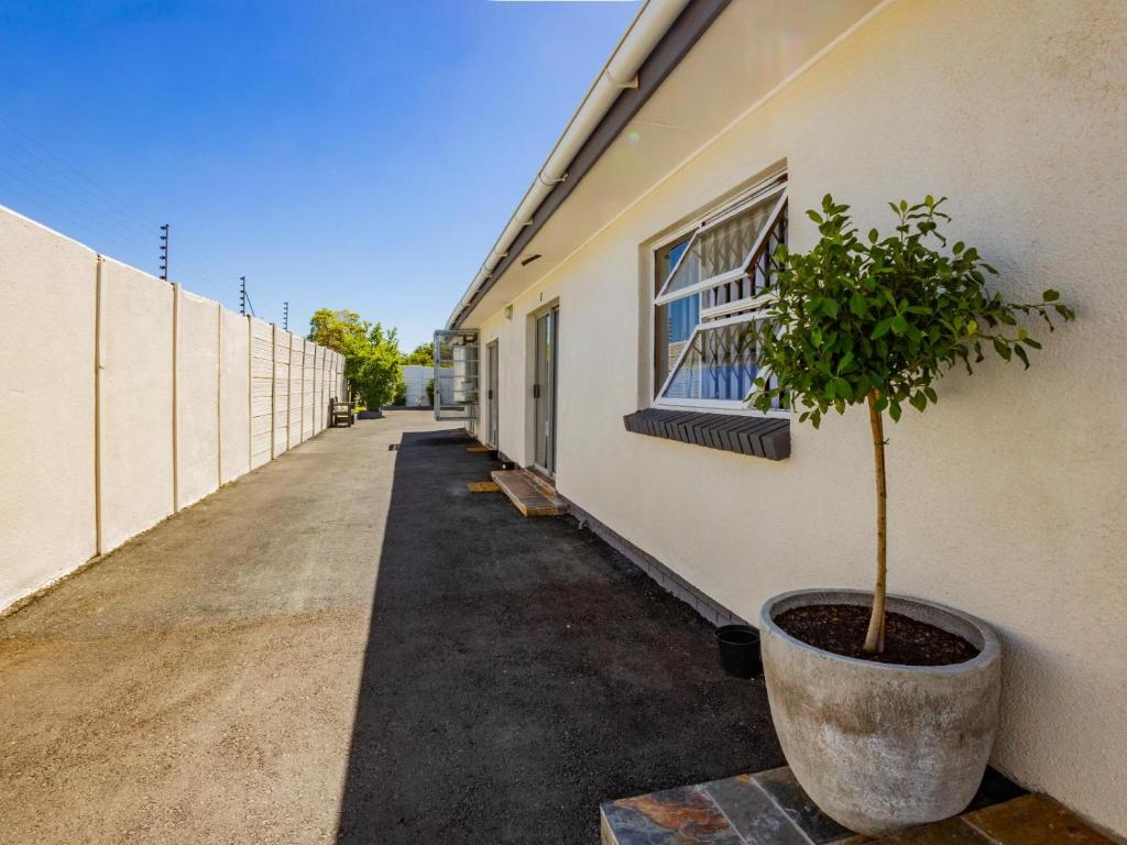 a tree in a pot next to a building at Olive Grove Bed & Breakfast in Kraaifontein