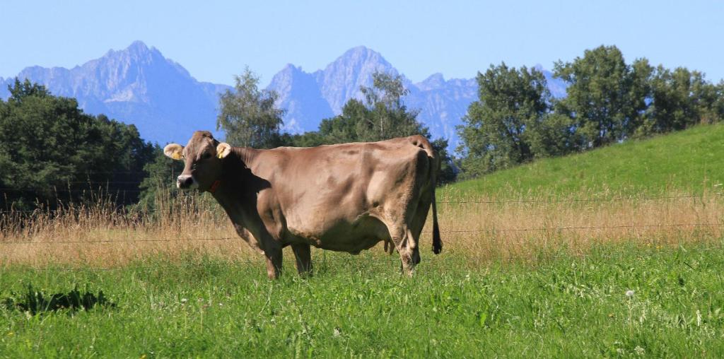 Zvířata v penzionu – hostince nebo okolí