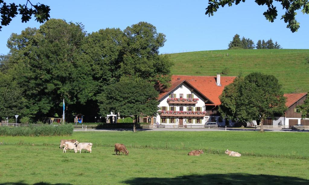 un grupo de vacas pastando en un campo frente a una casa en Gasthof Lamprecht en Peiting