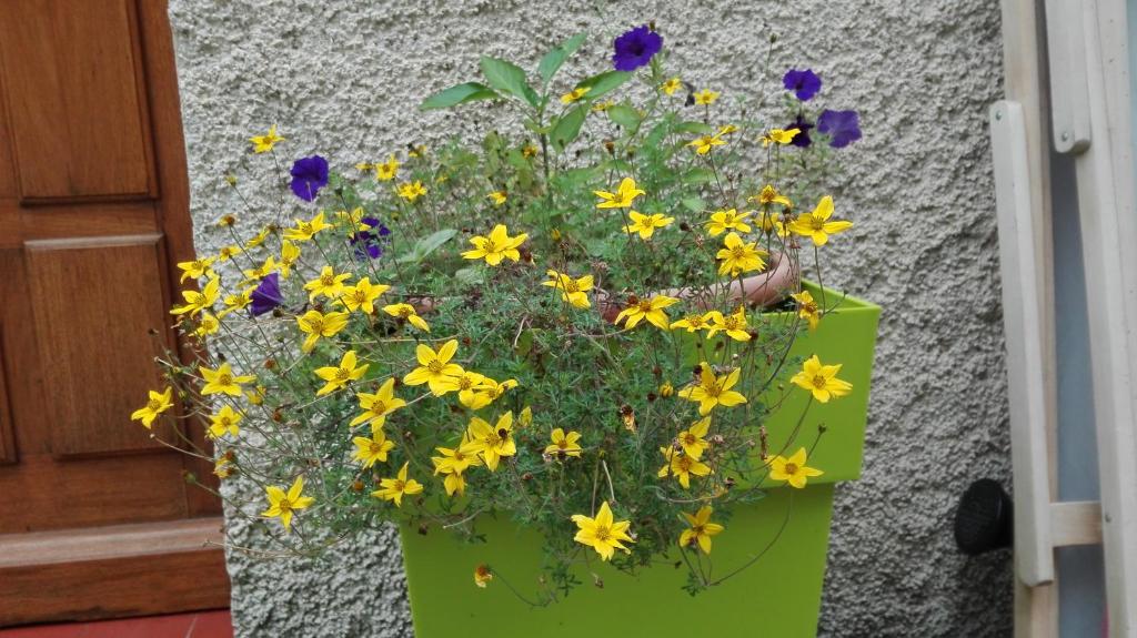 LaurisにあるLa Petite Maison de Marie Louiseの黄紫の花が咲き誇る緑の鍋