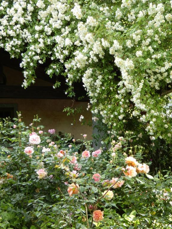 a flowering bush with pink and white flowers at Rosedeliziose B&B Baldissero Canavese in Torre Canavese