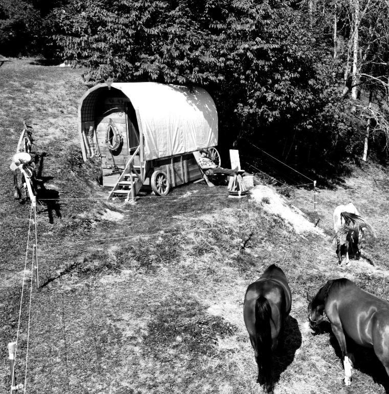 a group of animals standing in front of a tent at Western Style Planenwagen in Henndorf