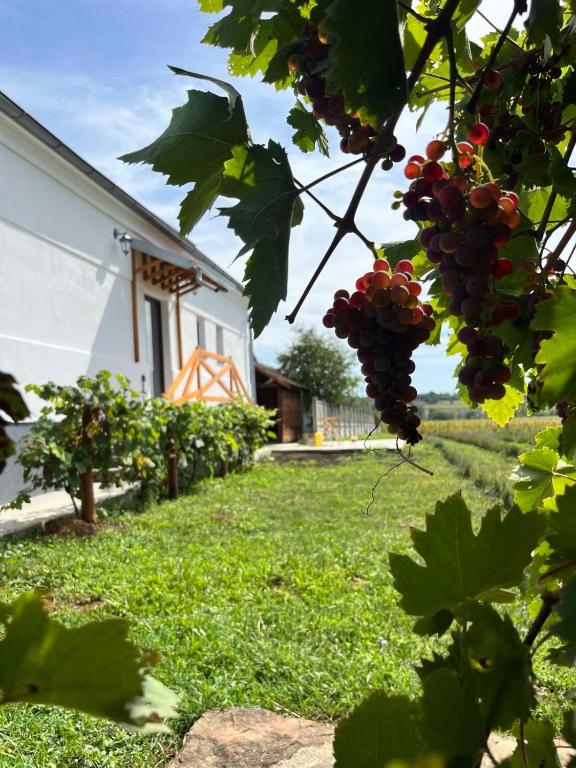 a bunch of red grapes hanging from a tree at Lavender farm Zarić in Porosanica