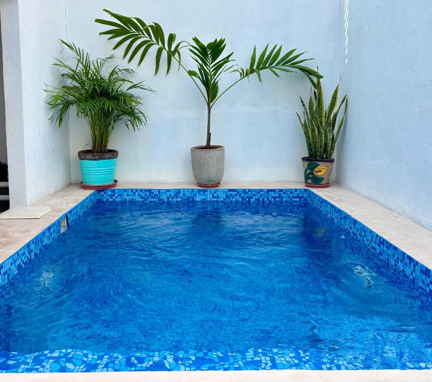a swimming pool with two potted plants in a room at Casa Residencial con Alberca Privada & Gimnasio in Ciudad Valles