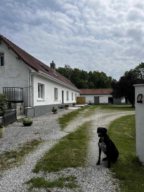 a black dog sitting on a gravel road next to a house at Chez Claire et Olivier in Nabringhen