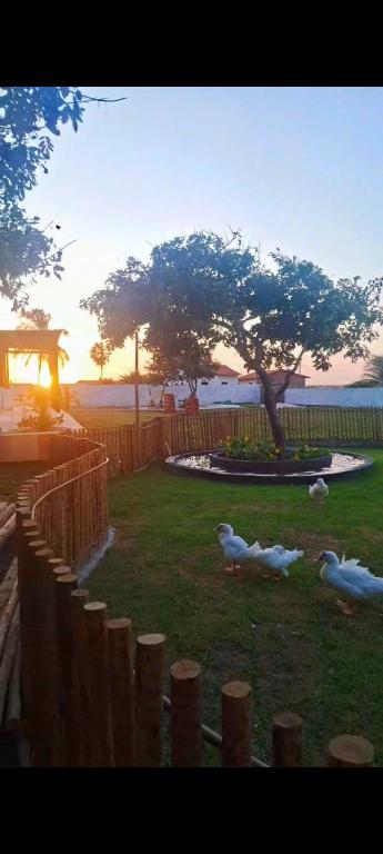 three sheep laying in the grass near a fence at POUSADA ALLES in Santo Amaro