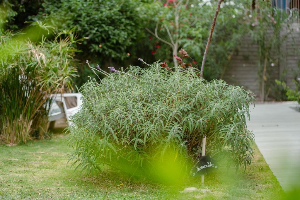 "Casa Amalia Apartamentos" Plaza Italia y Av Arístides a 50mts, lugar con jardín