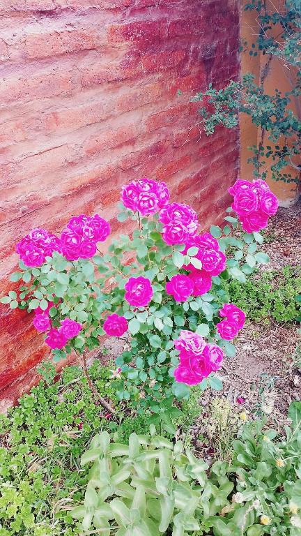 a group of pink roses in front of a wall at Dpto BBB in Zapala