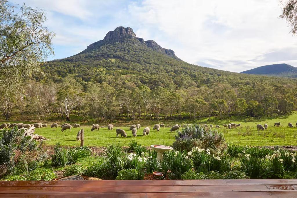 a herd of sheep grazing in a field with a mountain at Mereweather Estate Cottage in Dunkeld