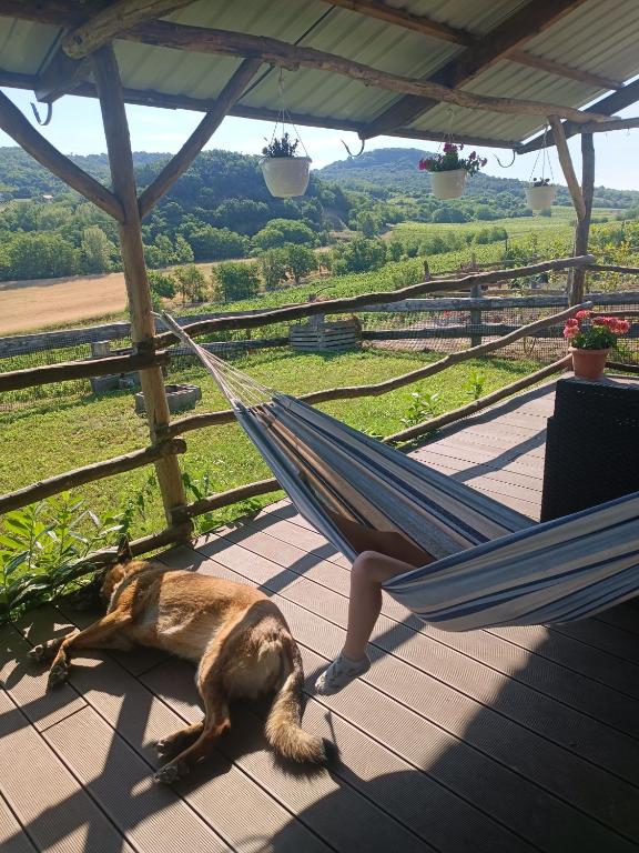 a person lying in a hammock with a dog at Csendàr hàz in Tapolca