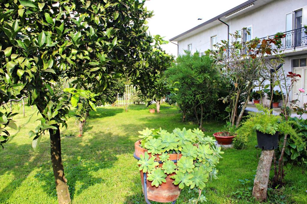 einen Garten mit Topfpflanzen und Bäumen und ein Gebäude in der Unterkunft Il Moro Bianco in Teano