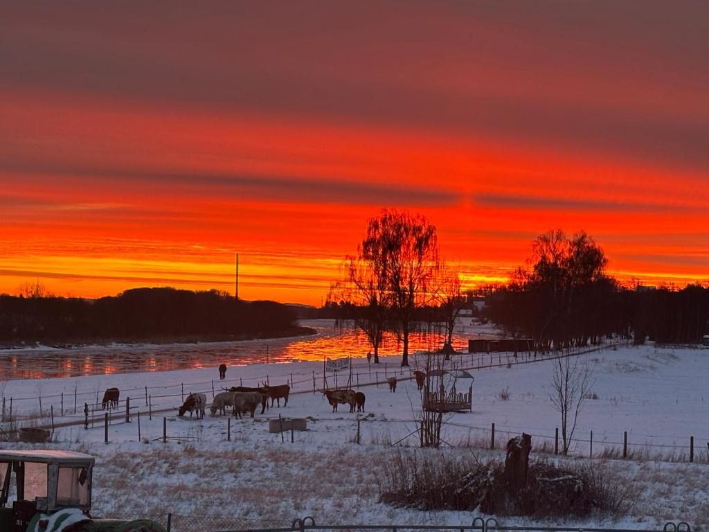 Eine Gruppe Tiere auf einem schneebedeckten Feld bei Sonnenuntergang in der Unterkunft Western-Inn in Klipphausen