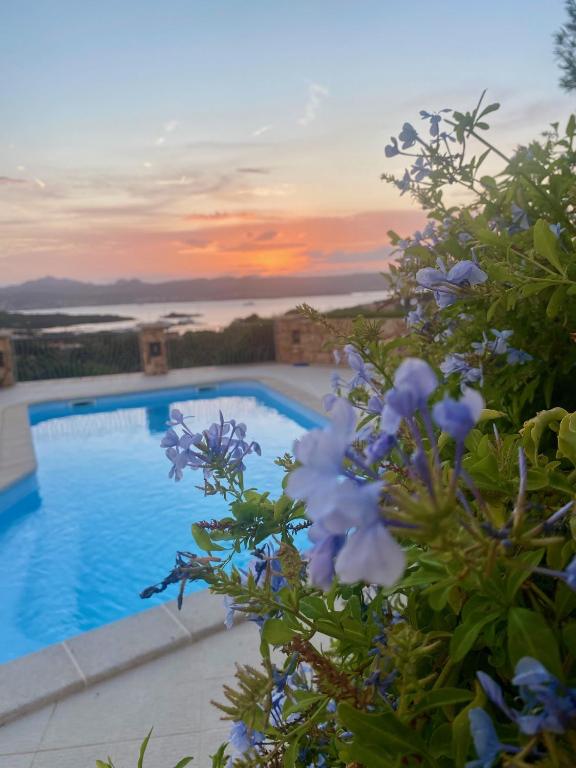a view of a swimming pool with purple flowers at Orsa sul mare a Baja Sardinia in Cala Bitta