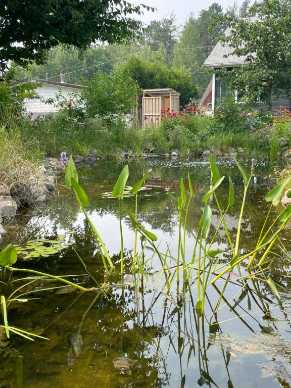 a pond with plants in front of a house at Refuge nature en forêt quartier paisible Parc des Chutes in La Tuque