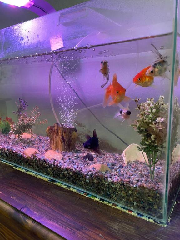 Quinta Santa Lucía Luján Buenos Aires