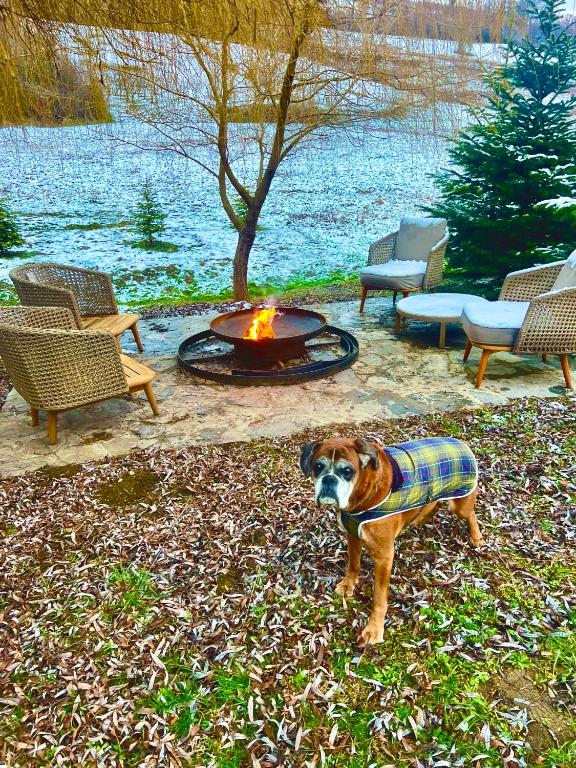 a dog standing in front of a fire pit at Casa Jana Croatia in Jastrebarsko