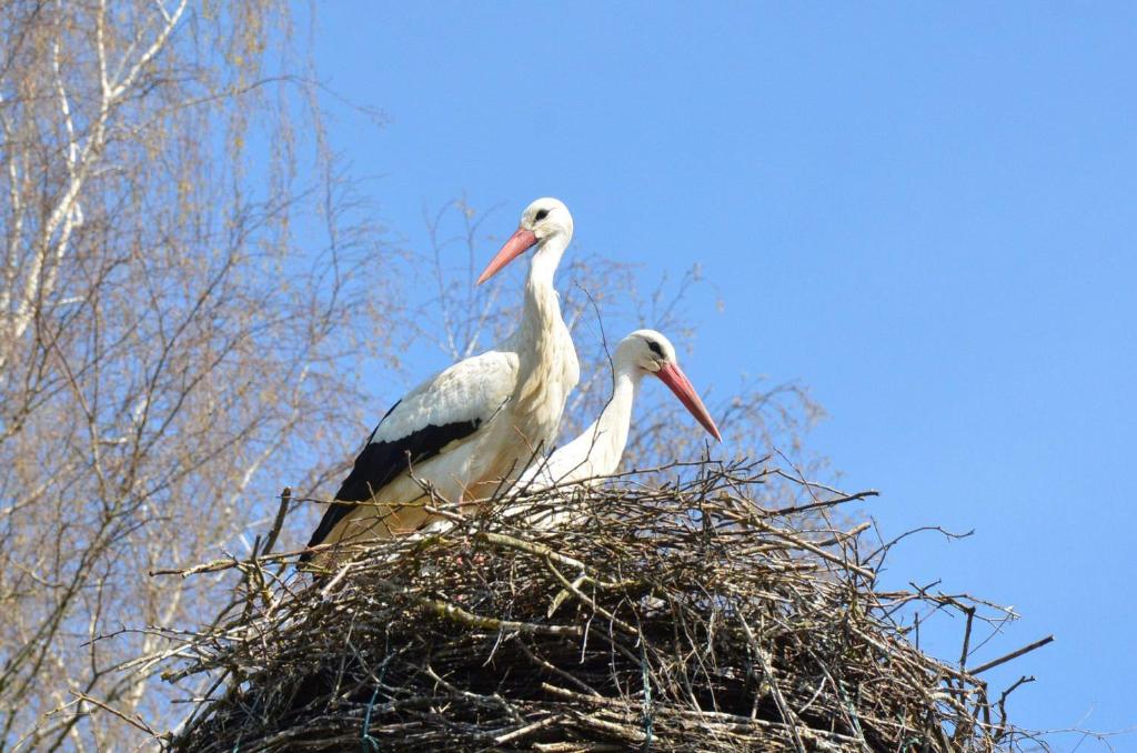 two birds sitting in a nest on top of a tree at Au relais in Sarralbe