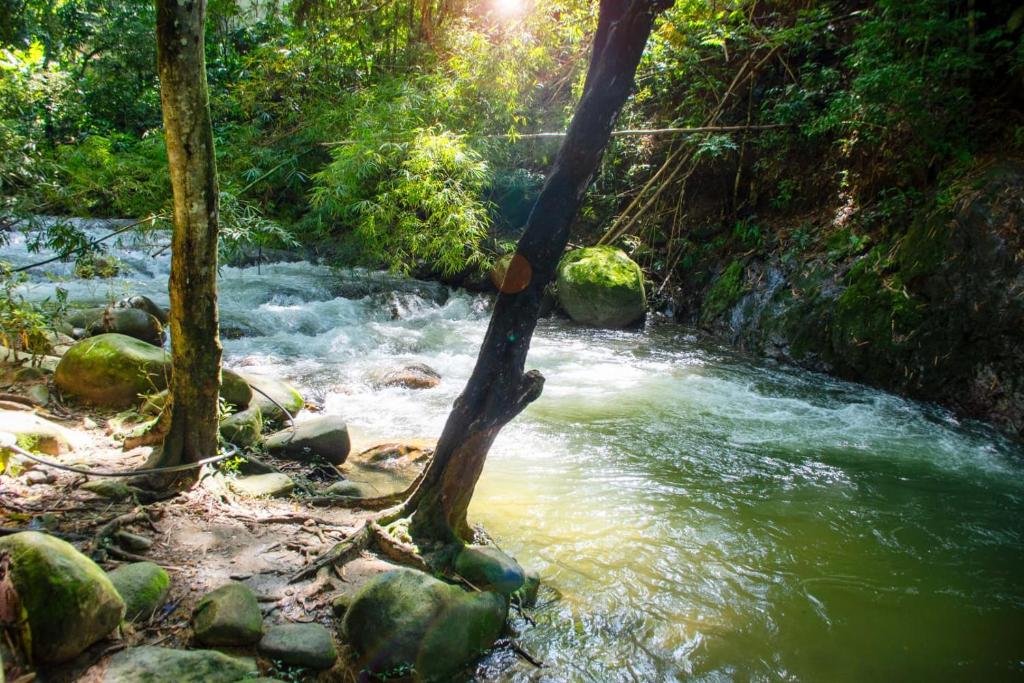 a tree branch in the middle of a river at Hotel Eco Point in Minca