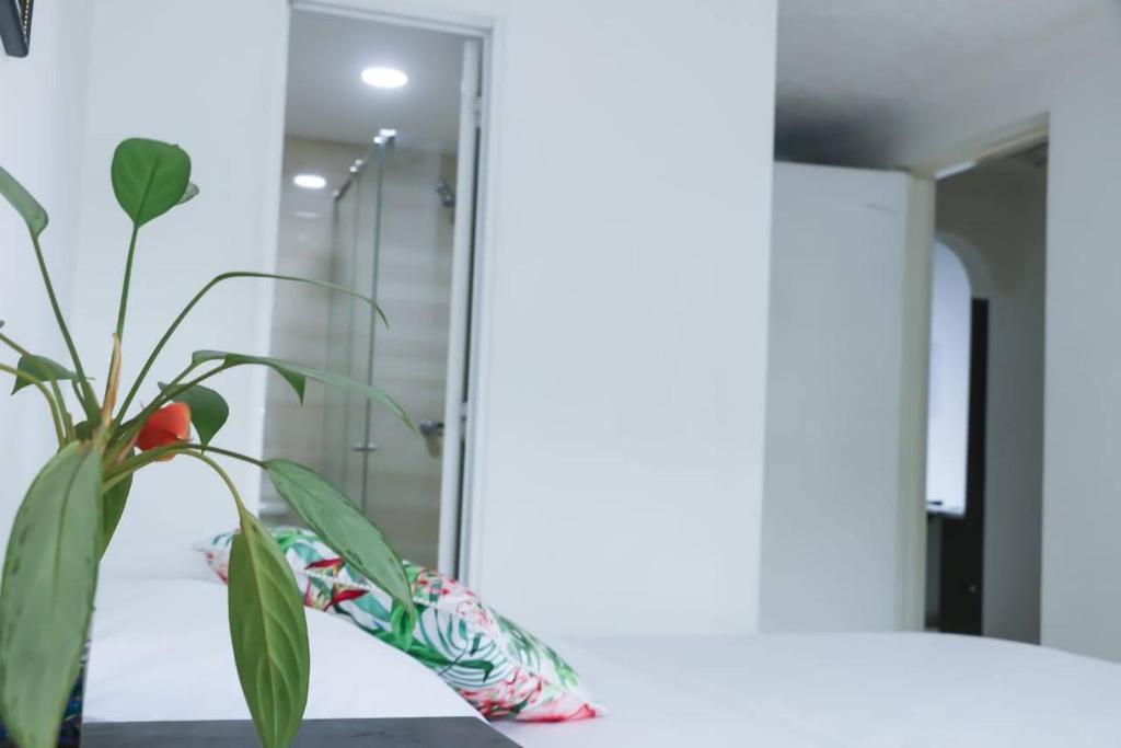 a plant sitting on a table in front of a mirror at Hospedaje s o s in Cali