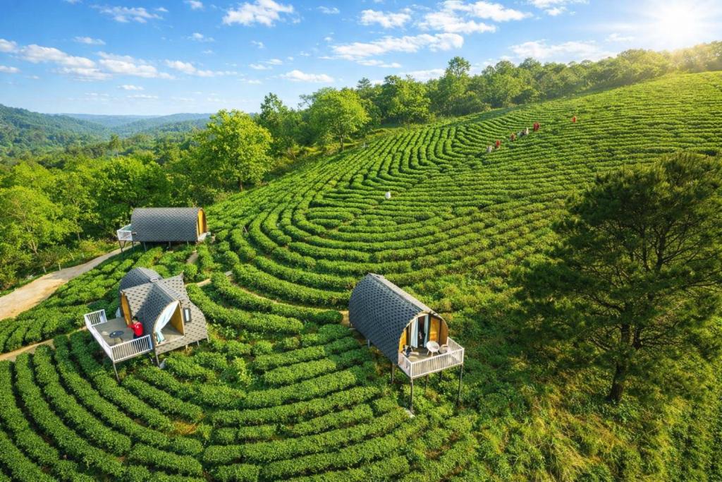 an aerial view of a large green field of crops at Kolia Resort in Cao Bằng