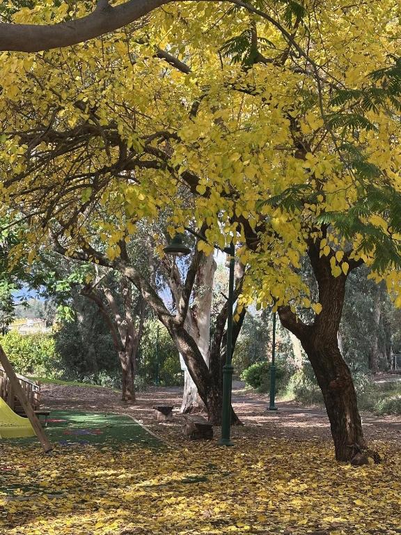 a park with trees with yellow leaves and a bench at צימר יערת הדבש in HaGoshrim