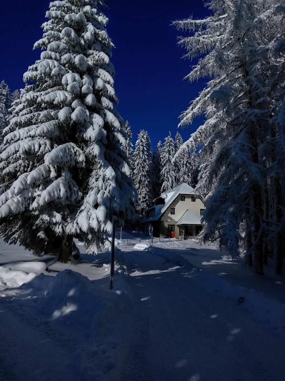 a snow covered pine tree in front of a house at Studios Šumska Kuća 1 in Kopaonik