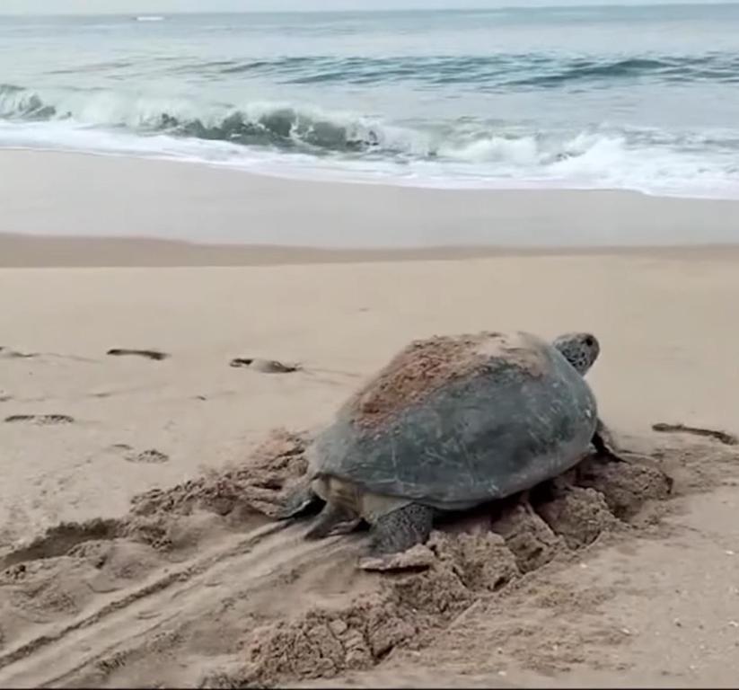 a sea turtle sitting on the sand on the beach at BB villa - Rekawa in Netolpitiya
