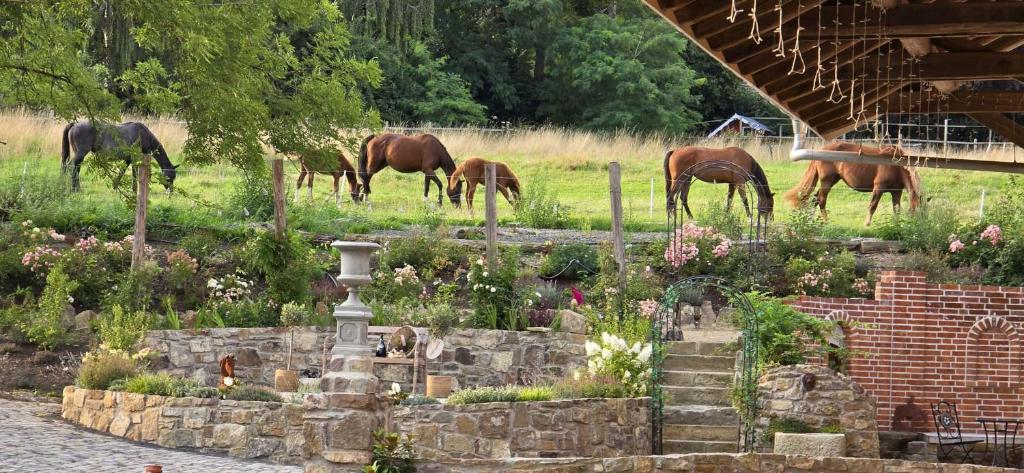 a group of horses grazing in a field at Exterhof in Rinteln