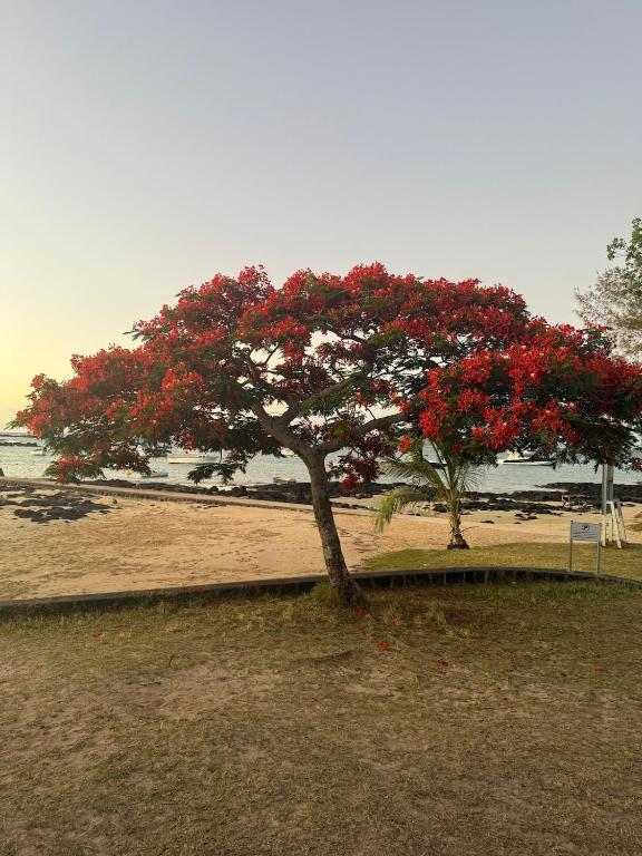 a tree with red flowers on it in a park at La maison des vacances in Cap Malheureux