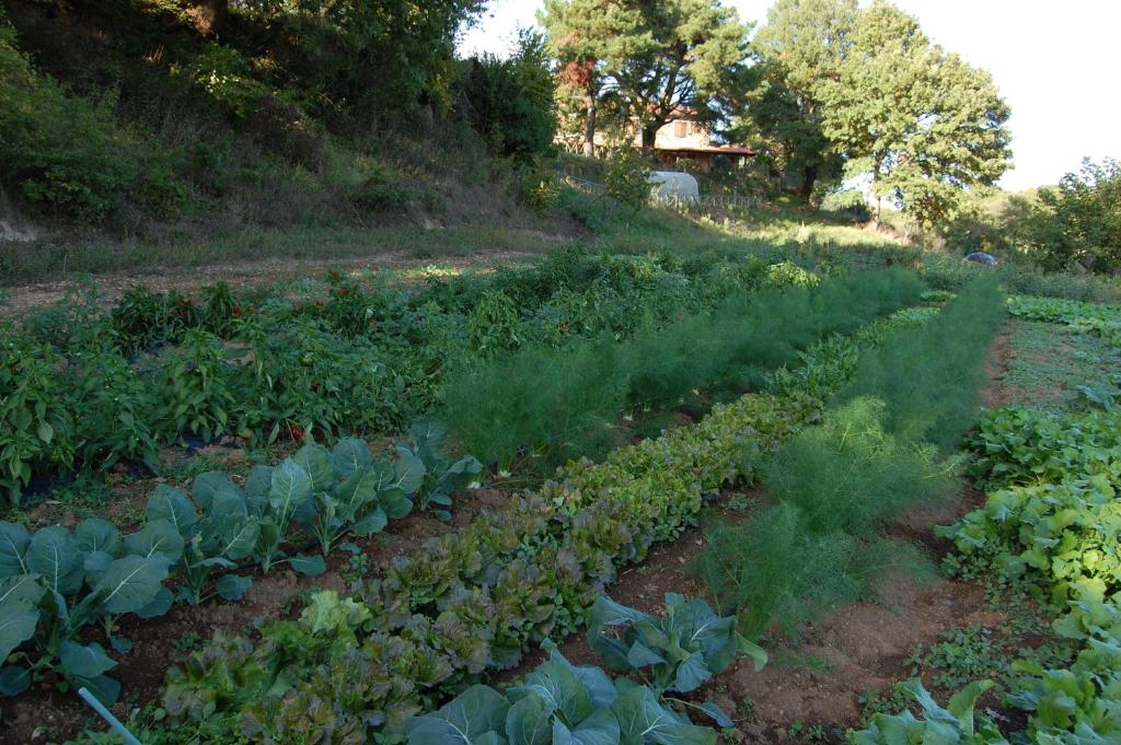 Zahrada ubytování Bio Agriturismo Aia del Tufo