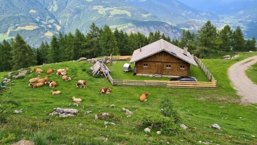a herd of cows laying in a field next to a cabin at Fröschlhütte in Oberpirkach
