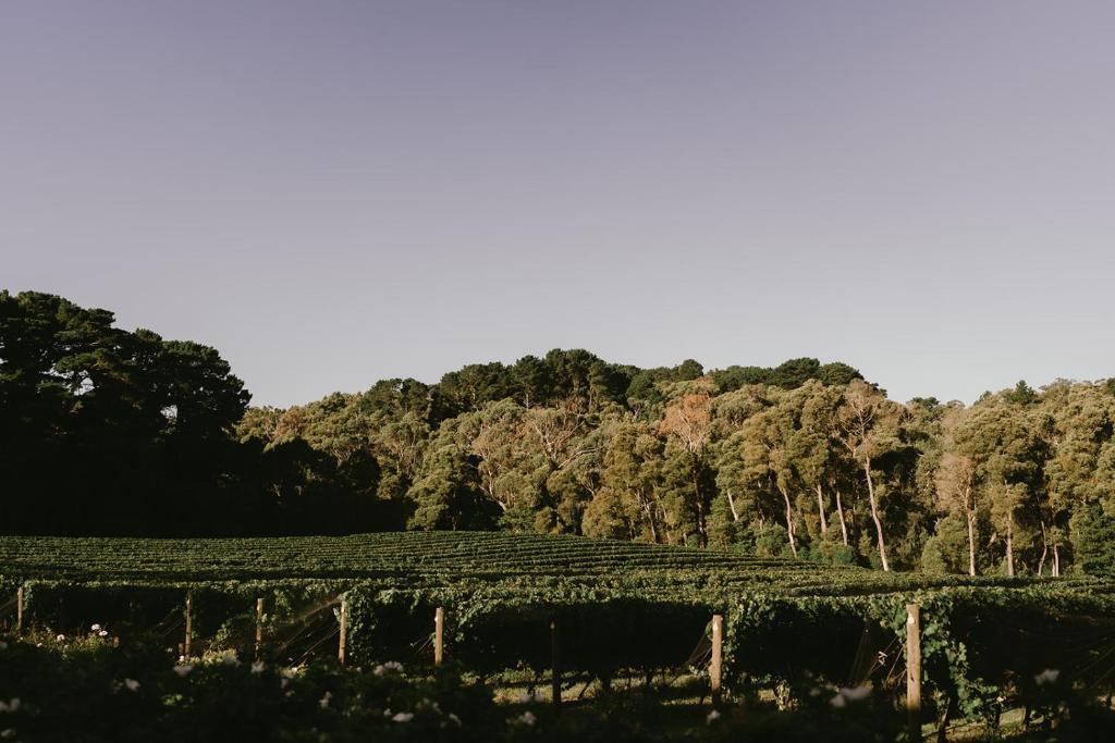 a field of vines with trees in the background at Mantons Creek Estate in Shoreham