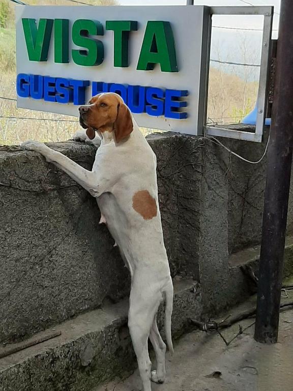 a brown and white dog leaning against a wall at Guest House Vista in Sighnaghi