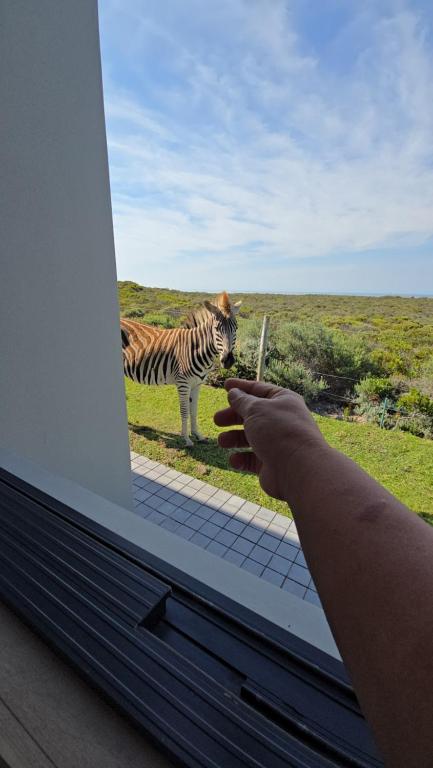 a person feeding a zebra out of a window at Fynbos N Sea in Gansbaai