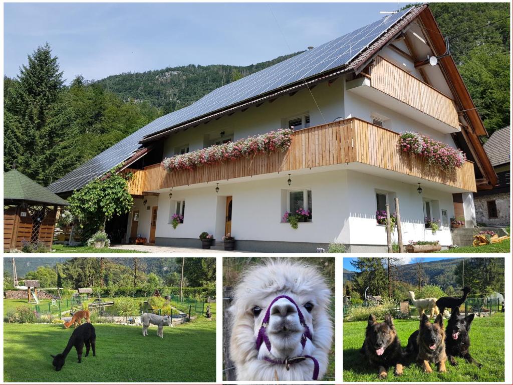 a collage of pictures of a house and a dog at Domačija Loncnar in Bohinj