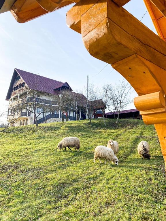 a group of sheep grazing in a field in front of a building at Conacul Lupilor in Satu Şugatag