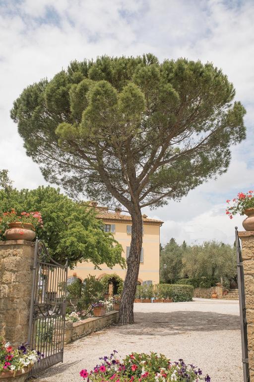 a tree in the middle of a driveway at Terre di Nano in Monticchiello