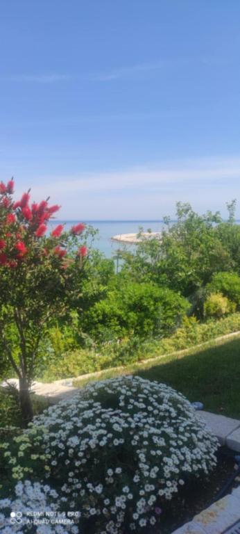 a garden with white flowers and trees and the ocean at VerdeMare in Rodi Garganico