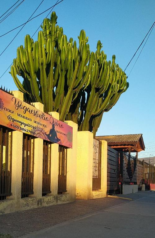 a large green cactus in front of a building at La Casa de los Cactus in Coquimbo
