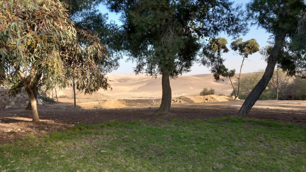 a group of trees in a field with a desert at גאון מול המדבר in Arad