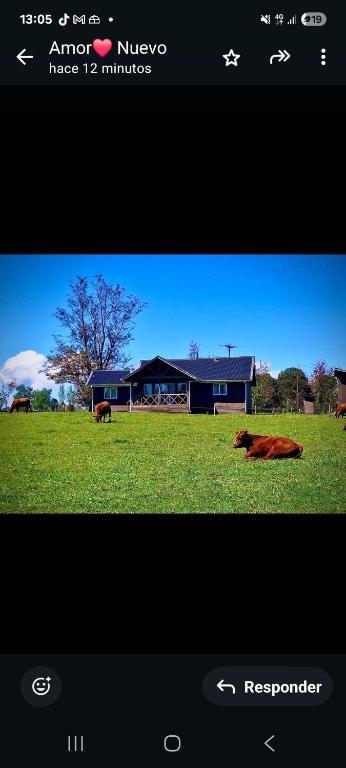 a screenshot of a webpage with two cows laying in a field at Puyehue in Mantilhue