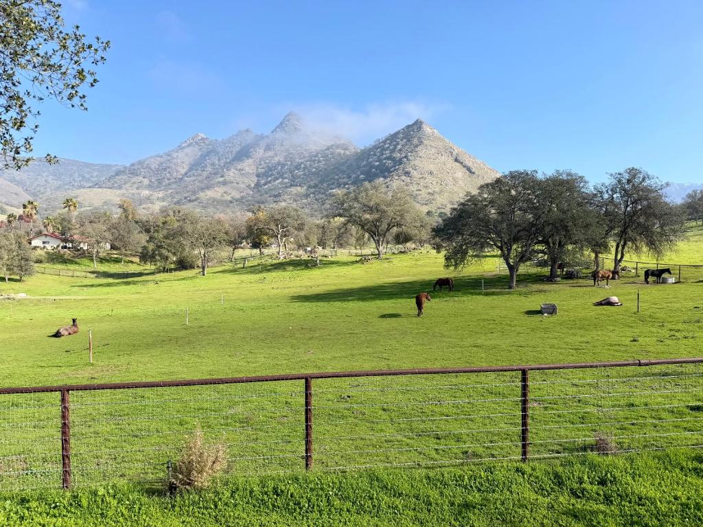 a group of animals grazing in a field with mountains in the background at Cozy Farm House with River access in Three Rivers