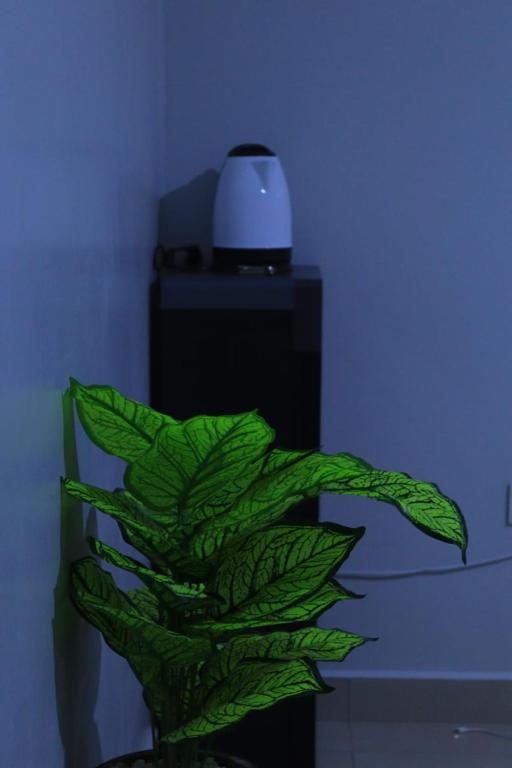a green plant in a vase next to a blue wall at EBM Homes in Nairobi