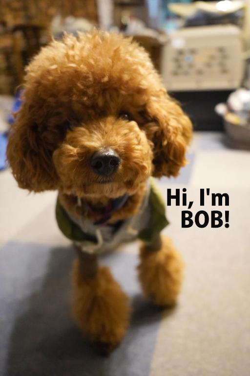 a small brown dog is wearing a green shirt at Slopeside Lodge Hakuba in Otari