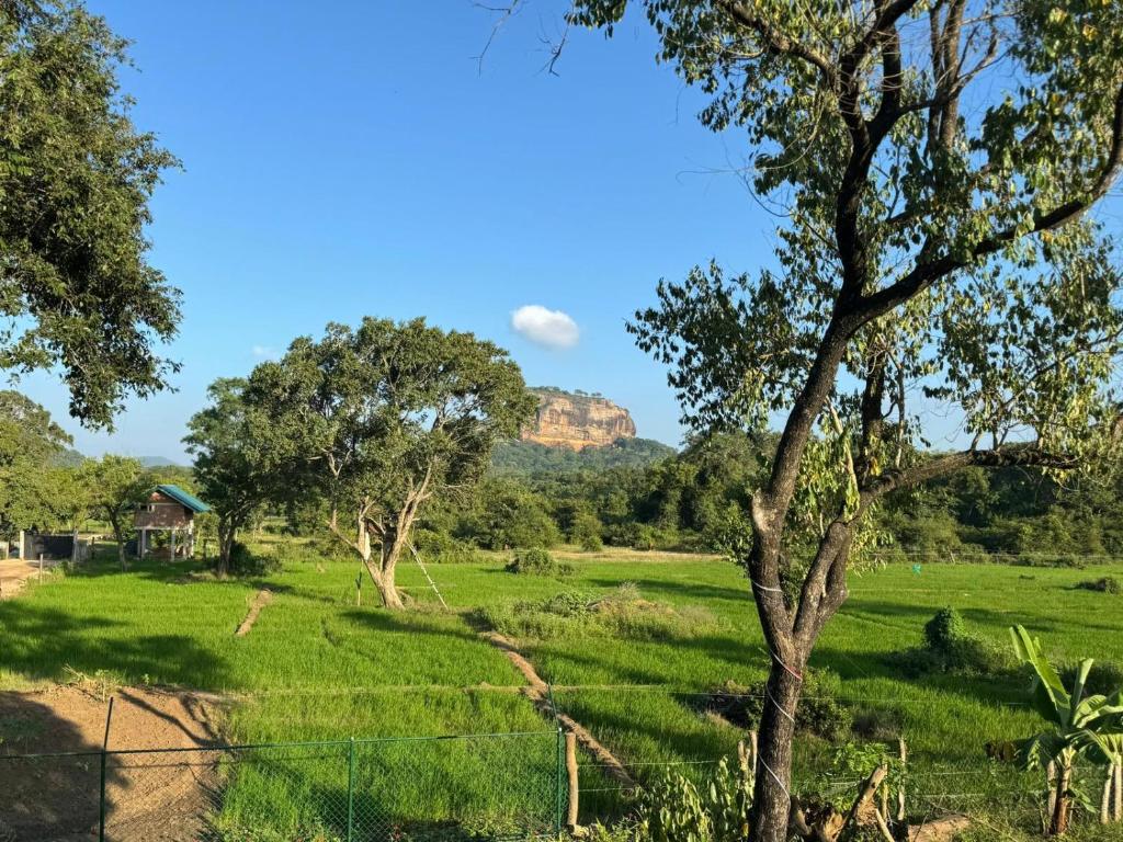 a field of grass with a mountain in the background at Lion Rock Haven Cabana in Sigiriya