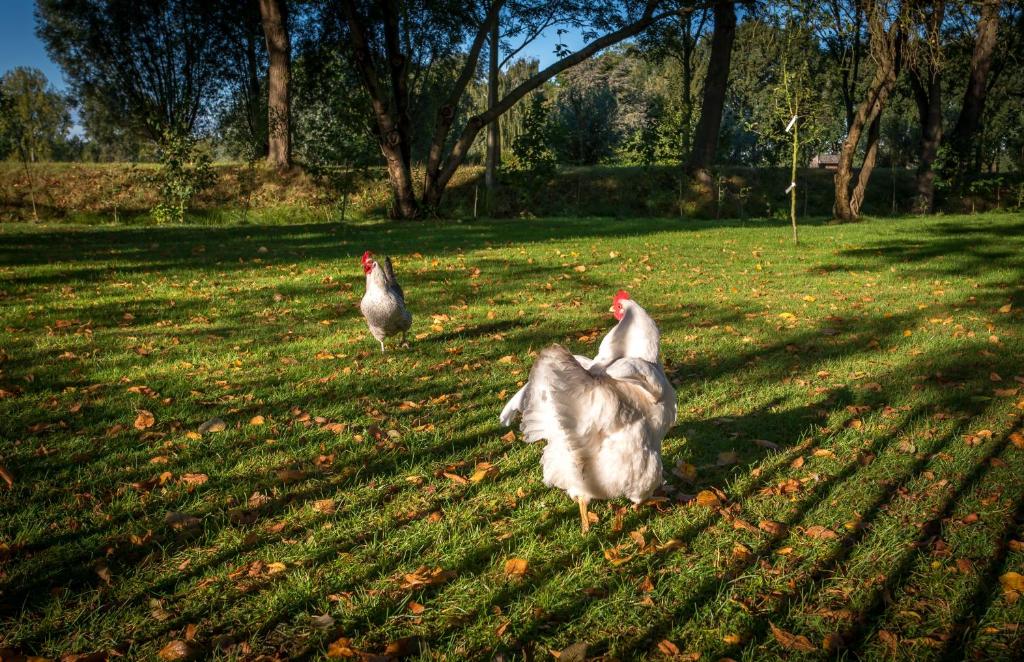 Zvířata v penzionu – hostince nebo okolí