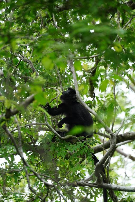 NusaBay Menjangan - 7