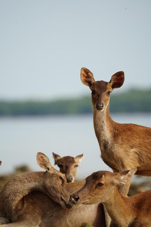 NusaBay Menjangan - 6