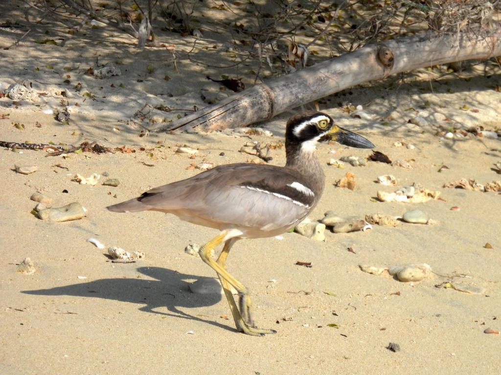 NusaBay Menjangan - 8