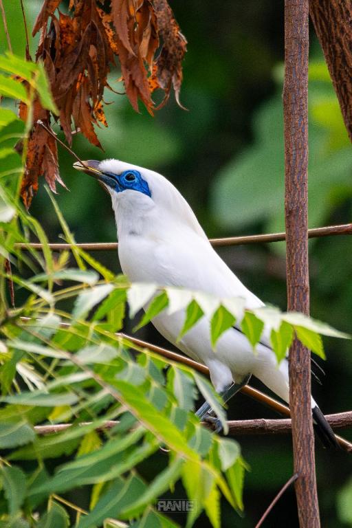 NusaBay Menjangan - 9